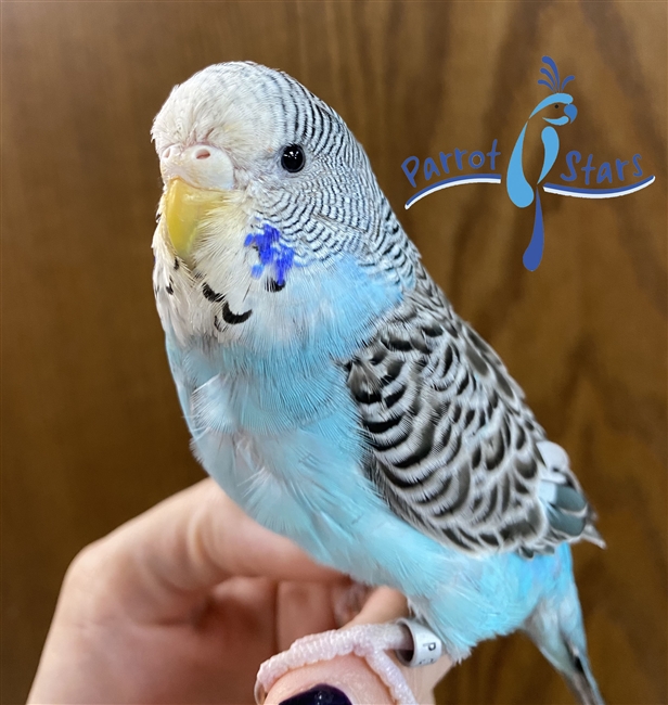 English Budgie Hybrid - Female