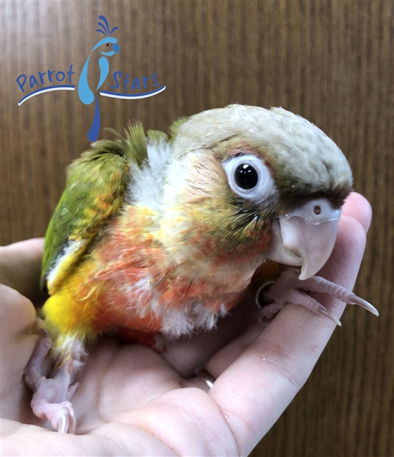 Green Cheek Conure - Pineapple - Male