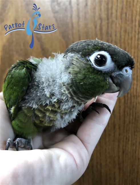 Green Cheek Conure - Normal - Female