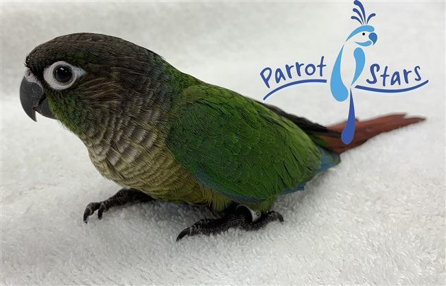 Green Cheek Conure - Normal - Male