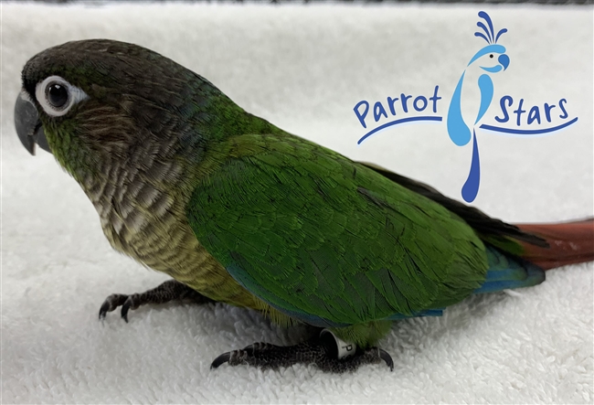 Green Cheek Conure - Normal - Female