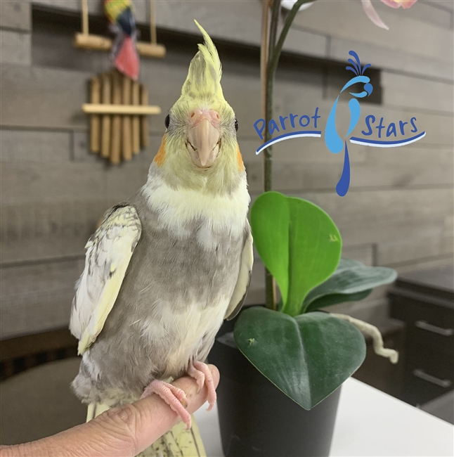 Cockatiel - Grey Pied - Male