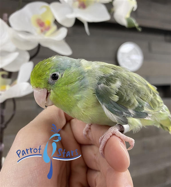 Parrotlet - Turquoise Pied - Female