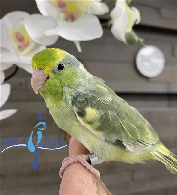 Parrotlet - Turquoise Pied - Female