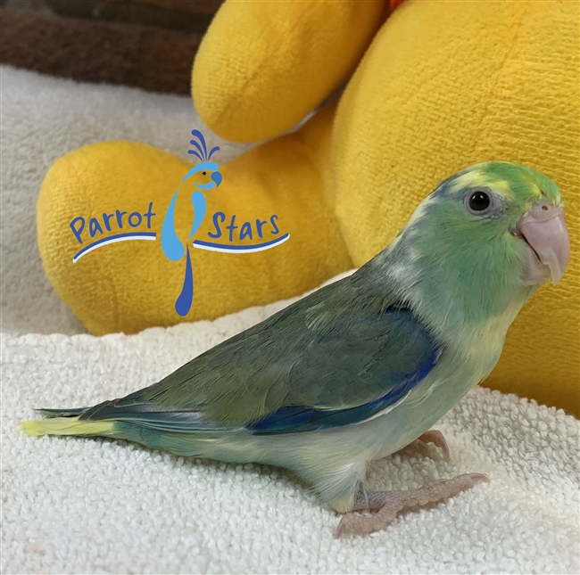 Parrotlet - Turquoise Pied - Male