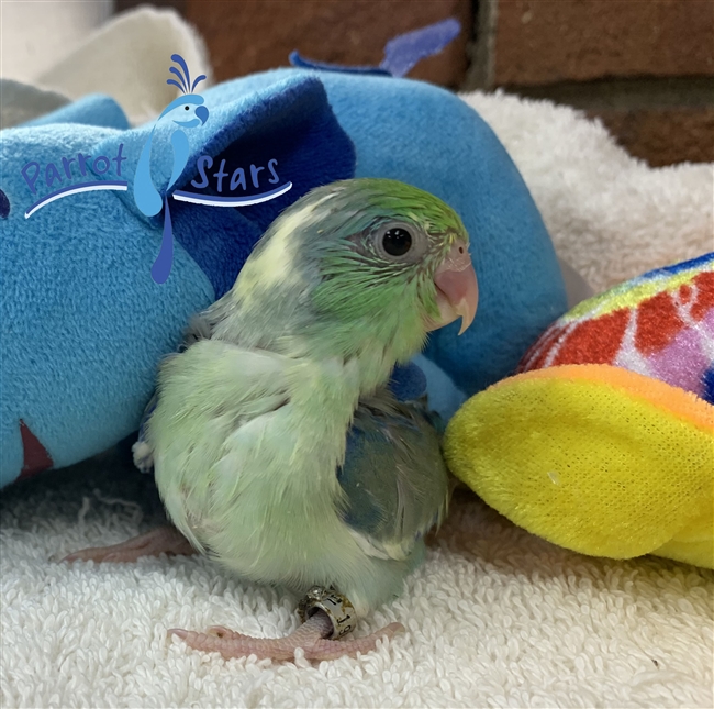 Parrotlet - Turquoise Pied - Male