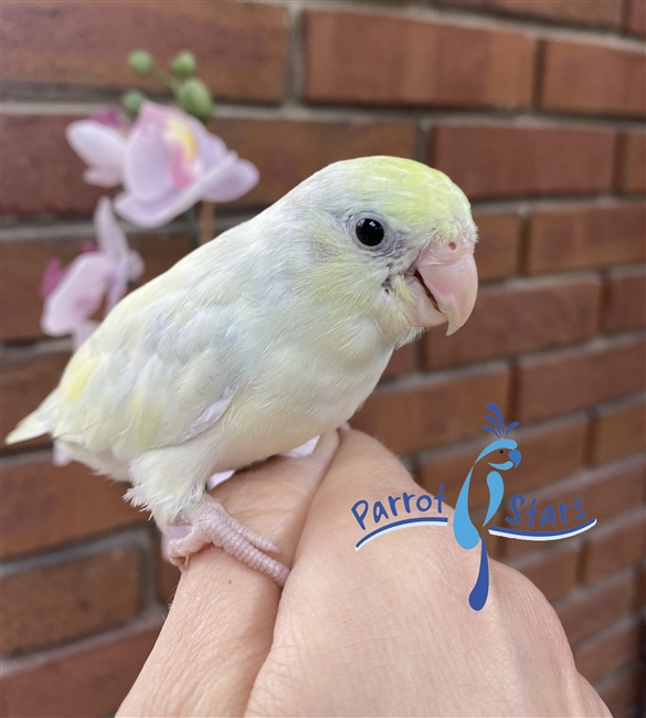 Parrotlet - Turquoise Pied Dilute - Female