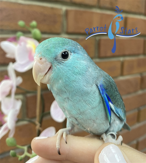 Parrotlet - Blue - Male