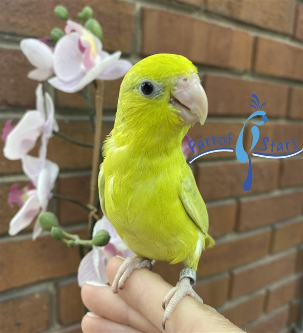 Parrotlet - Yellow - Female