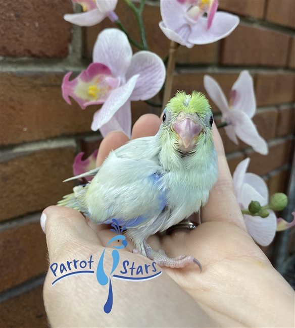 Parrotlet - American Turquoise - Male