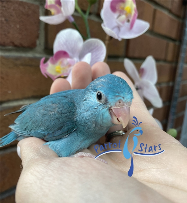 Parrotlet - Blue - Female