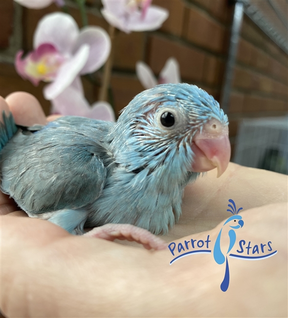 Parrotlet - Blue - Female