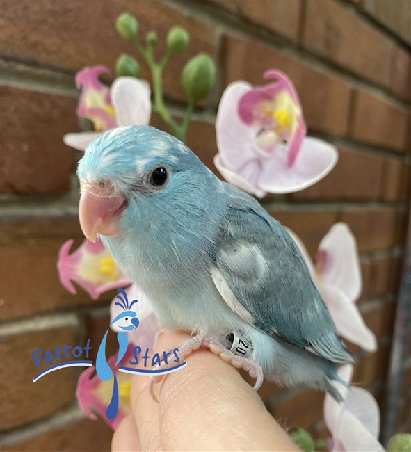 Parrotlet - Blue Pied - Female