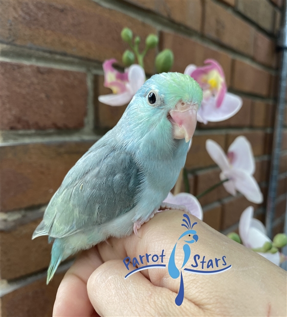 Parrotlet - Turquoise Pied - Female