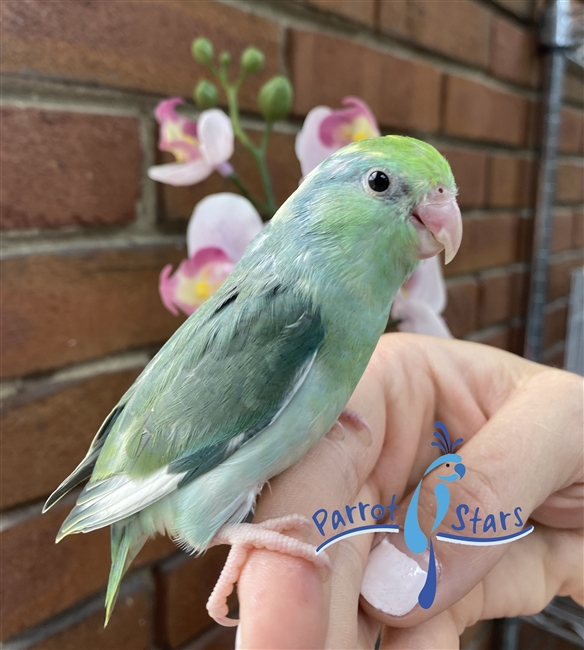 Parrotlet - Turquoise Pied - Female