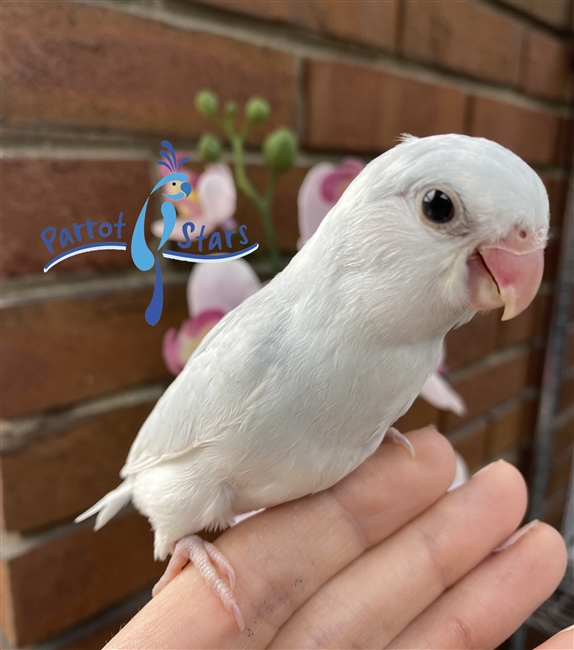 Parrotlet - Blue Dilute - Female