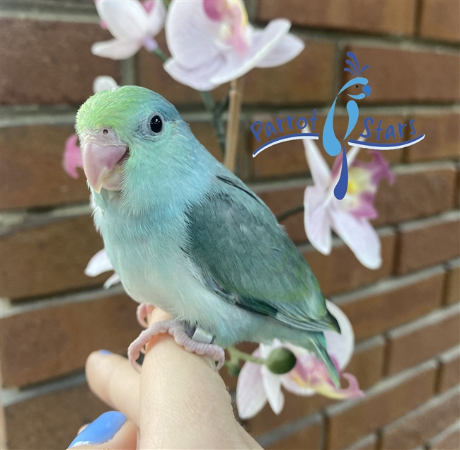 Parrotlet - Turquoise Pied - Female