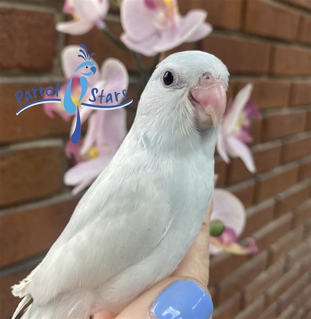 Parrotlet - Blue Dilute Pied - Female
