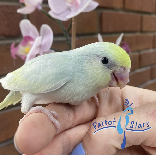 Parrotlet - Turquoise Dilute Pied - Female