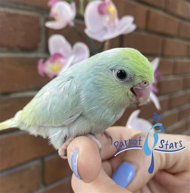 Parrotlet - Turquoise Dilute - Female