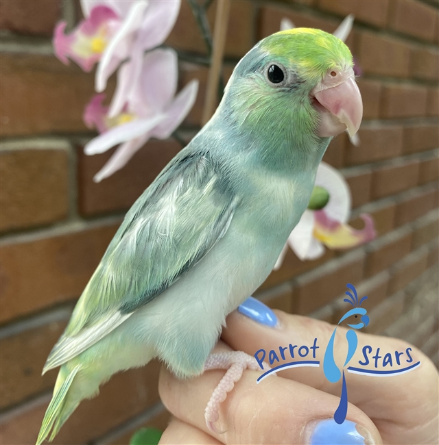 Parrotlet - Turquoise Pied - Female