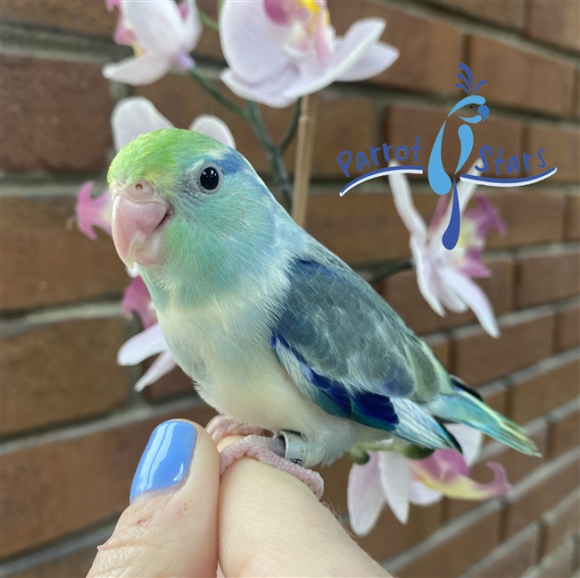 Parrotlet - Turquoise Pied - Male