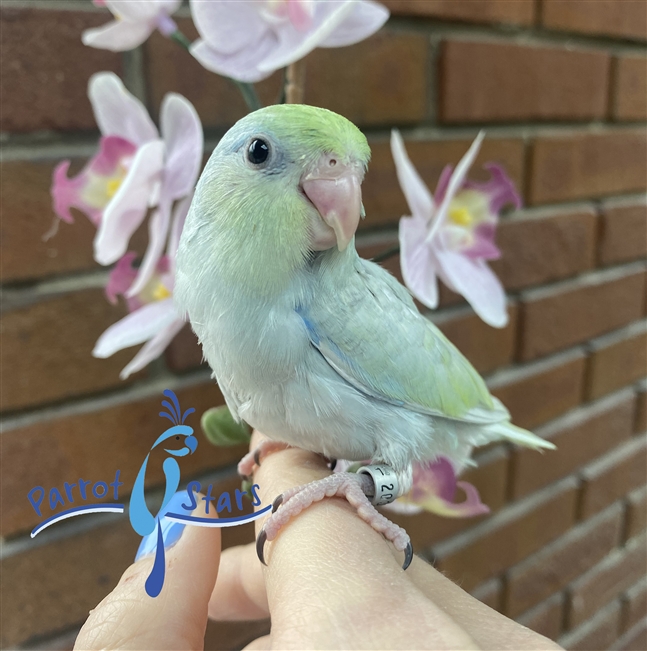 Parrotlet - Turquoise Dilute - Male