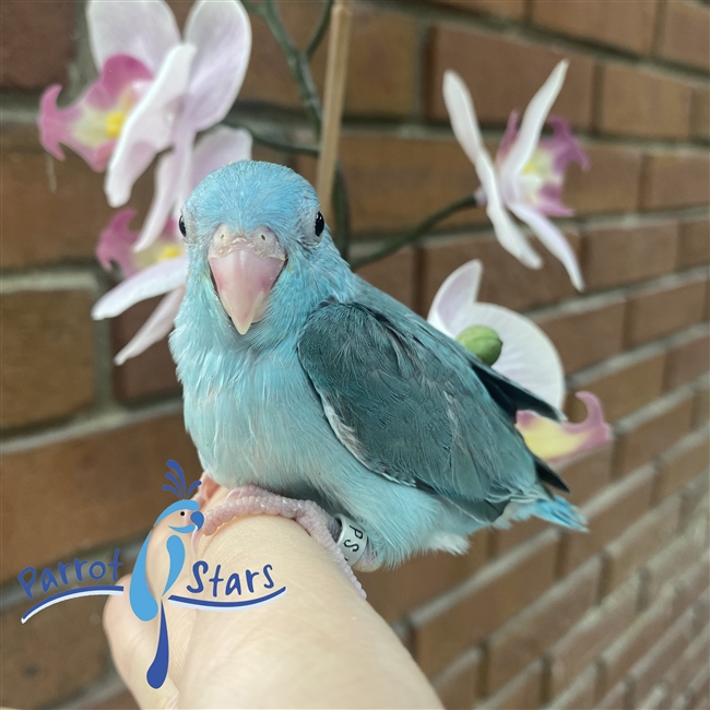 Parrotlet - Blue - Female