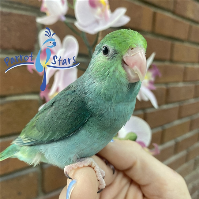 Parrotlet -Turquoise - Female