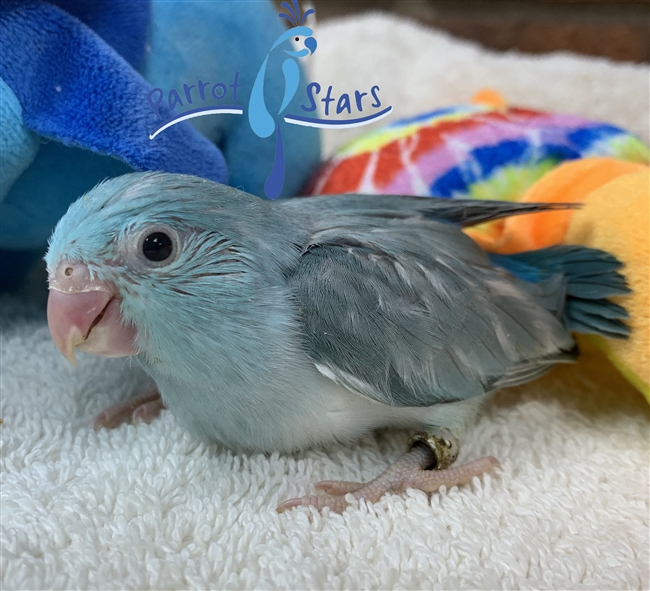 Parrotlet - Blue Pied - Female