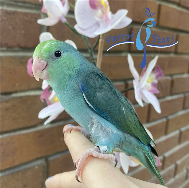 Parrotlet - Turquoise - Male