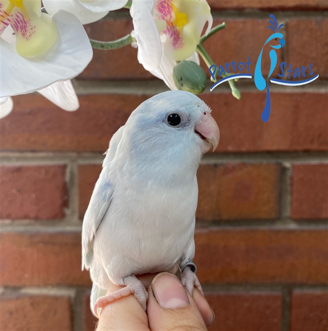 Parrotlet - Blue Dilute Pied - Male