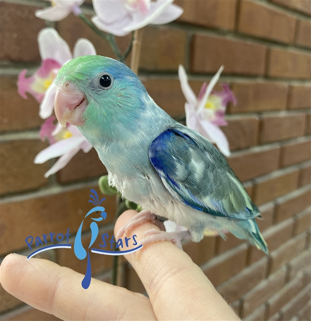 Parrotlet - Turquoise Pied - Male