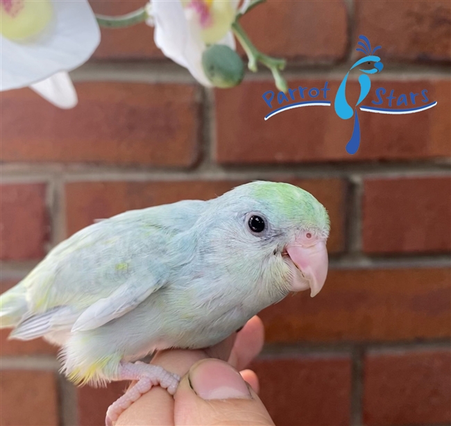 Parrotlet - Turquoise Dilute - Female