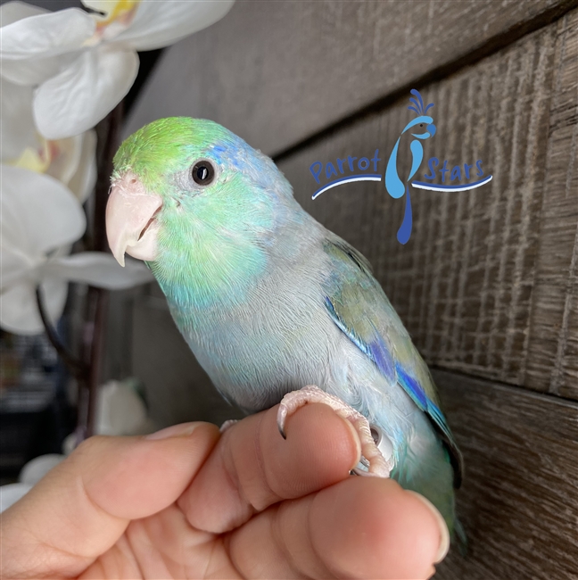 Parrotlet- Turquoise Blue -Male