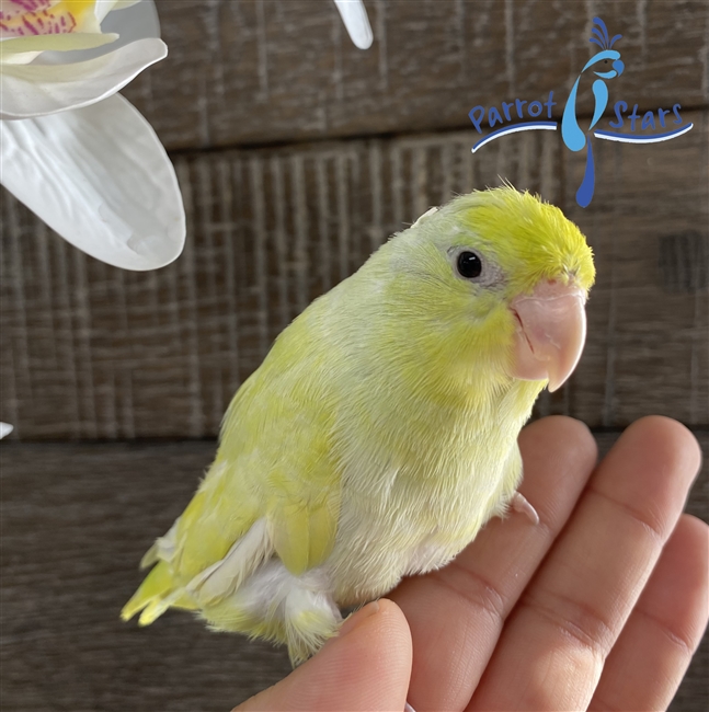 Parrotlet - Yellow Pied - Female