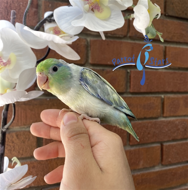 Parrotlet - Turquoise Pied - Male