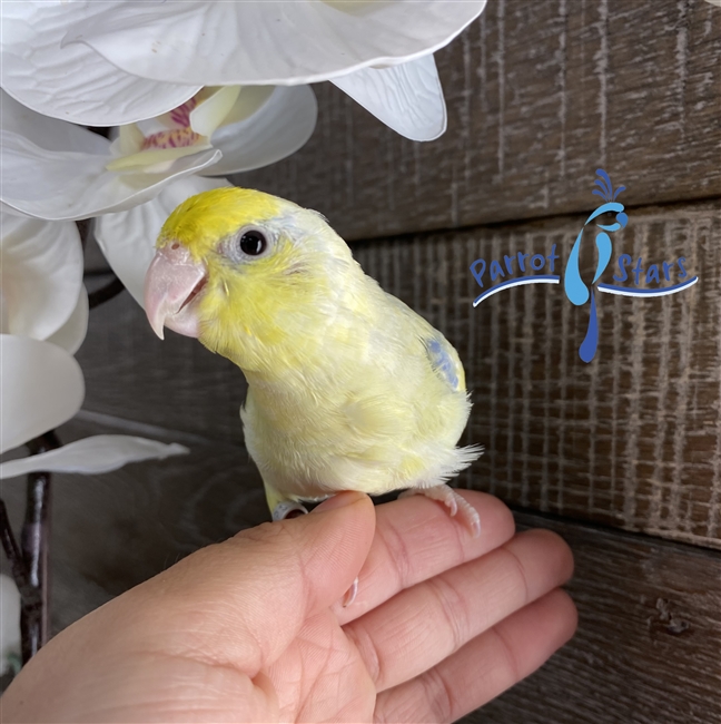 Parrotlet - Yellow Pied -Male