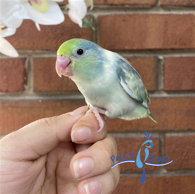 Parrotlet - Blue Pied - Female