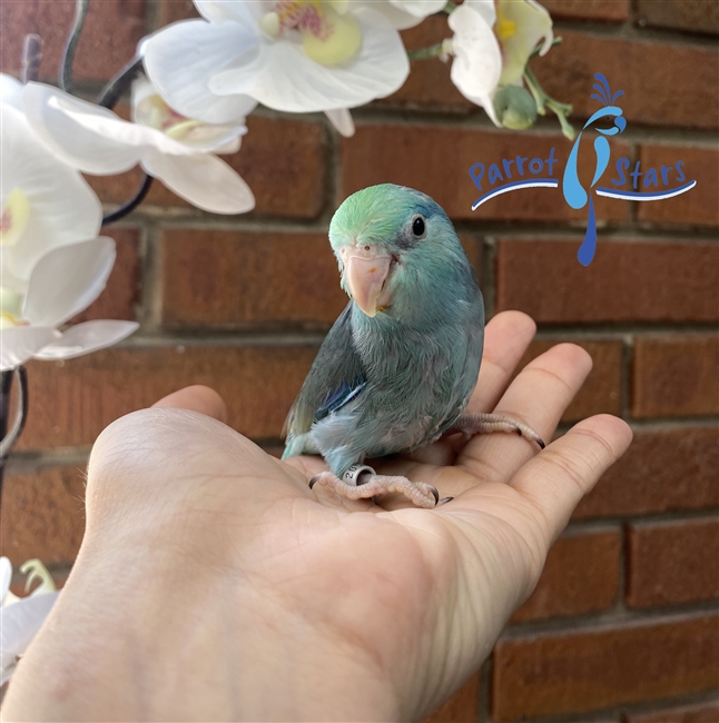 Parrotlet- Blue -Male