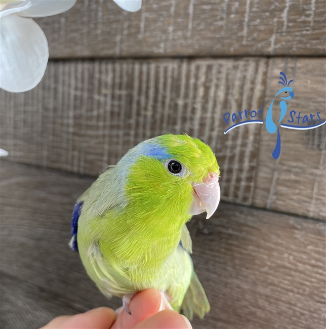 Parrotlet - Green - Male