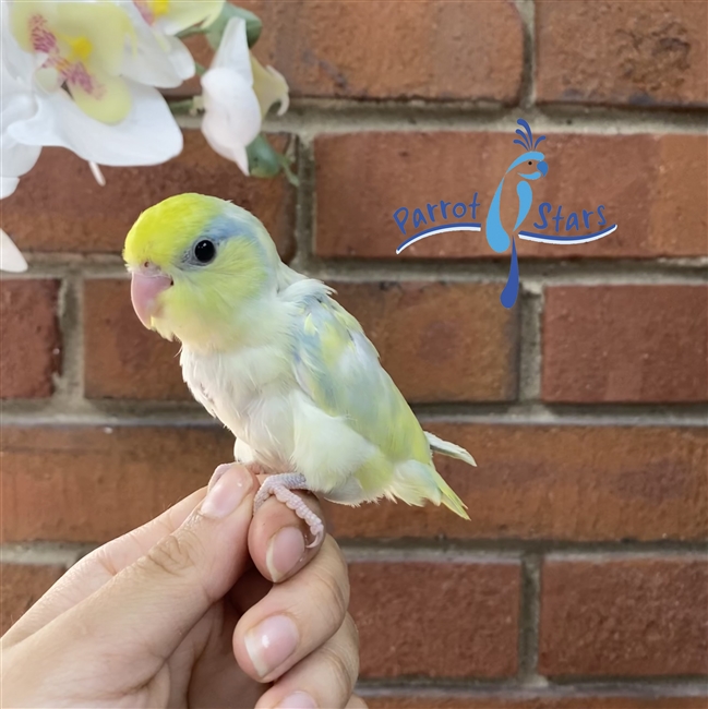 Parrotlet - Yellow Pied -Male