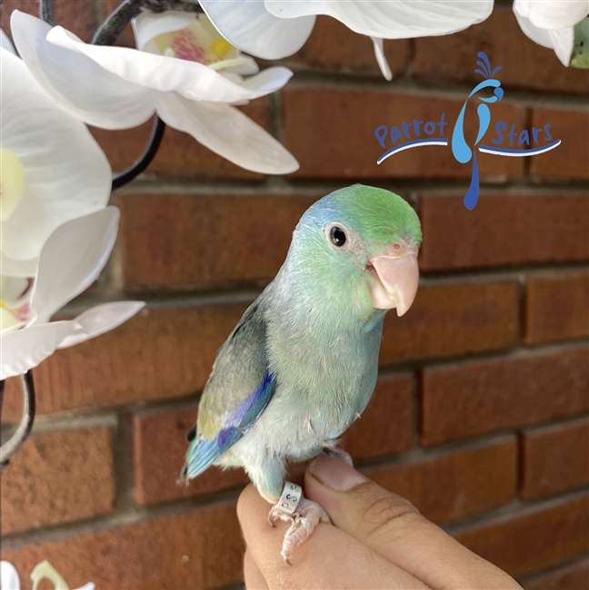 Parrotlet- Blue -Male