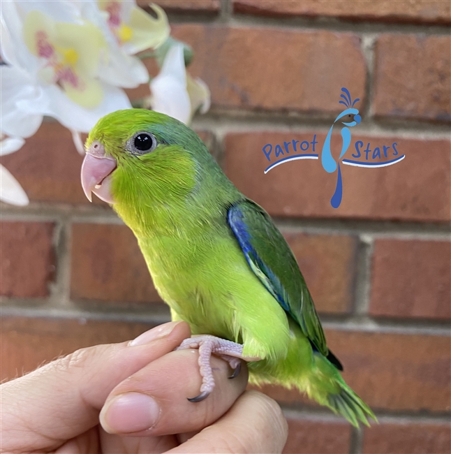 Parrotlet- Green - Male