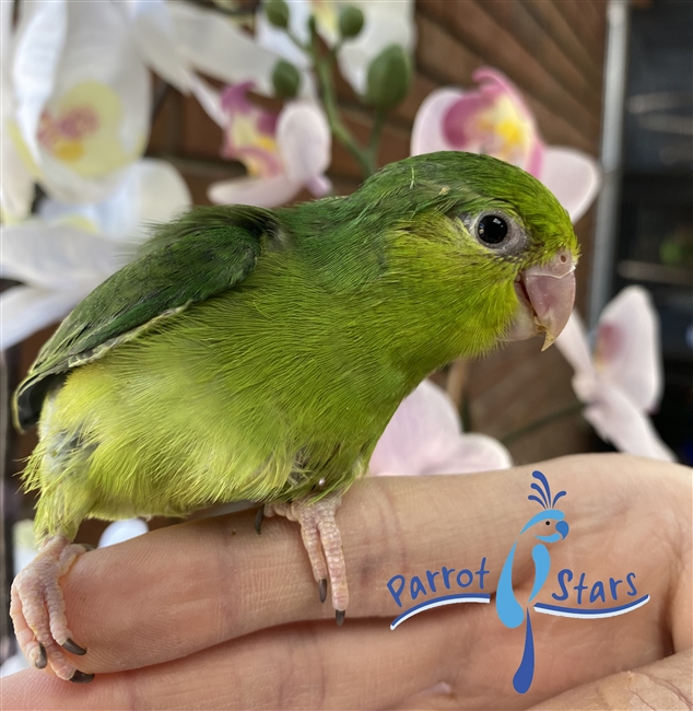 Parrotlet - Green - Female