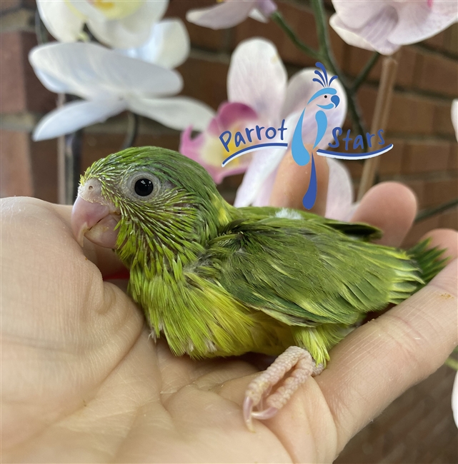 Parrotlet - Green Pied - Female