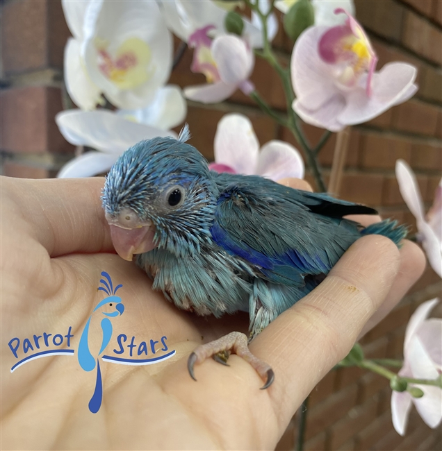 Parrotlet- Blue - Male