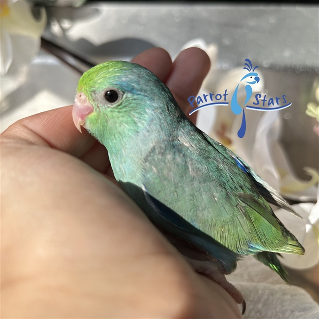 Parrotlet - Turquoise - Male