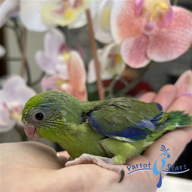 Parrotlet - Green - Male