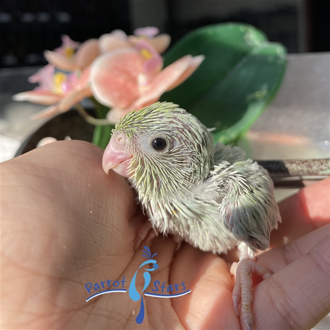 Parrotlet - Turquoise Dilute - Female